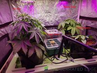 Plants.jpg