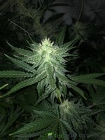 IMG_7021.jpeg