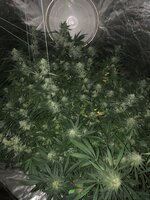 IMG_7017.jpeg