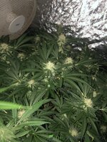 IMG_7022.jpeg