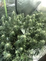 IMG_6921.jpeg