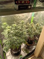 IMG_20241230_074245.jpg