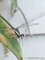 IMG_20241230_173214.jpg