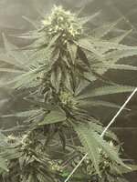 IMG_7060.jpeg