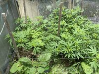 IMG_1684.jpeg