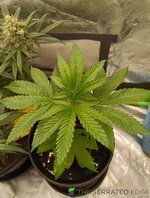 IMG_20250101_193011.jpg
