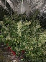 IMG_7379.jpeg