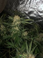 IMG_7350.jpeg