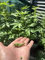 IMG_6293.jpeg