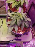 20250305_221732.jpg