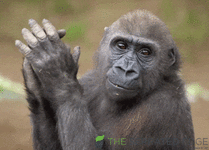 giphy (44).gif