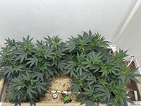 IMG_1166.jpeg