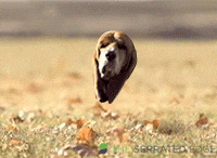 giphy (64).gif
