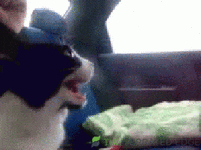giphy (83).gif