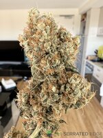 IMG_5013.jpeg