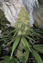 IMG_20250525_091504.jpg