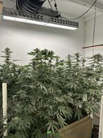 IMG_1310.jpeg