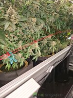 IMG_1548.jpeg