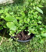 IMG_20250603_124722.jpg