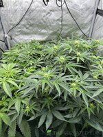IMG_6057.jpeg