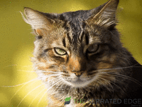 giphy - 2025-06-09T143209.587.gif