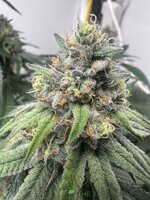 IMG_1386.jpeg