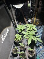 IMG_1592.jpeg