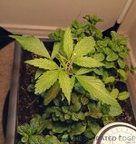 IMG_20250616_193805.jpg