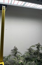 IMG_1439.jpeg