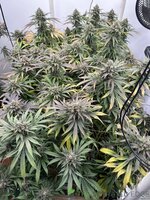 IMG_1506.jpeg