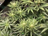 IMG_0441.jpeg