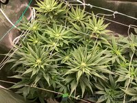 IMG_0443.jpeg
