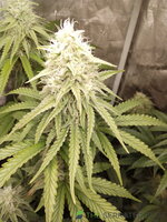 IMG_20250704_092613.jpg