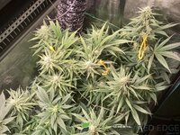 IMG_0447.jpeg