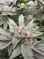IMG_9302.jpeg