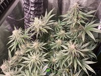 IMG_0461.jpeg