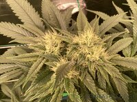IMG_0465.jpeg