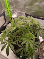 IMG_20250803_093858.jpg