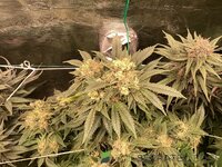 IMG_0482.jpeg
