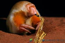 sax.png