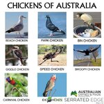 chikinz.jpg