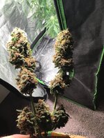 IMG_0448.jpeg