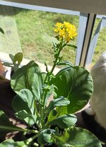 IMG_20250825_094532.jpg