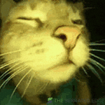 catrave-rave.gif