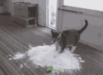cat (1).gif