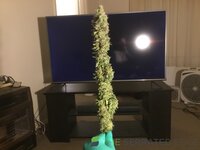 IMG_0413.jpeg
