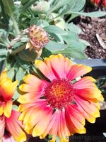 IMG_20250925_123440_HDR.jpg