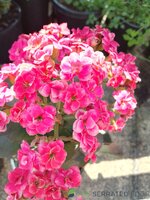 IMG_20250925_123152_HDR.jpg