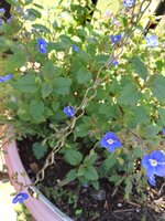 IMG_20250925_123129_HDR.jpg
