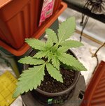 IMG_20250930_194721.jpg